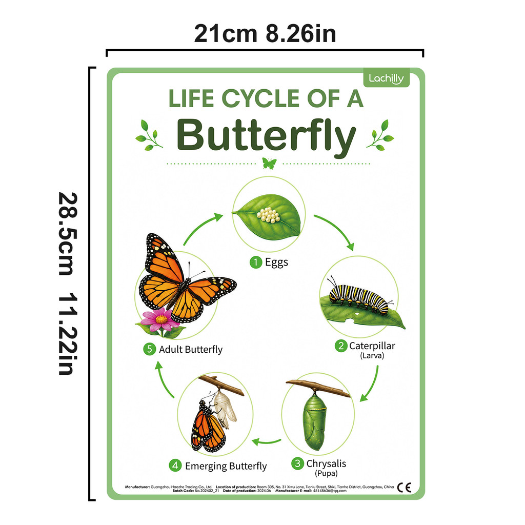 โปสเตอร์การศึกษาวัฏจักรชีวิตขอ - Kids Educational Posters บทวิจารณ์และราคา