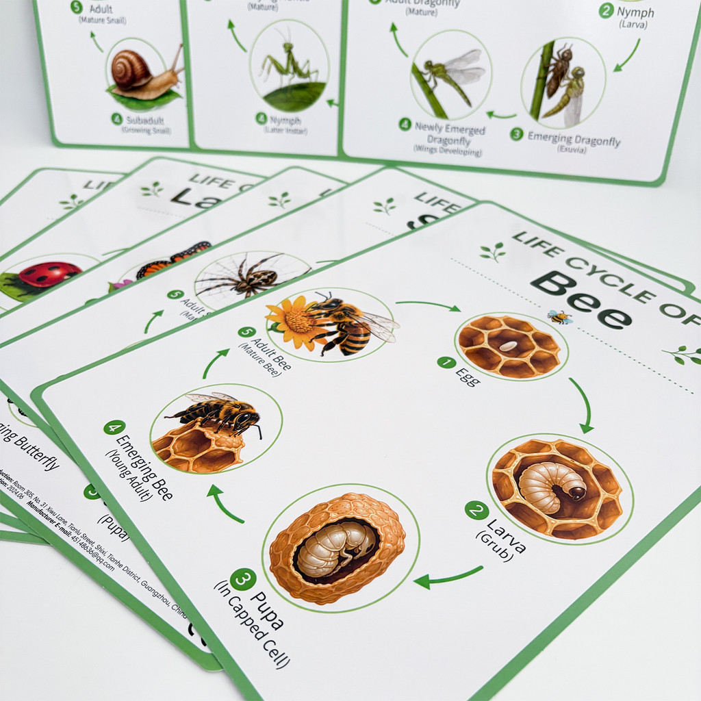 โปสเตอร์การศึกษาวัฏจักรชีวิตขอ - Kids Educational Posters บทวิจารณ์และราคา