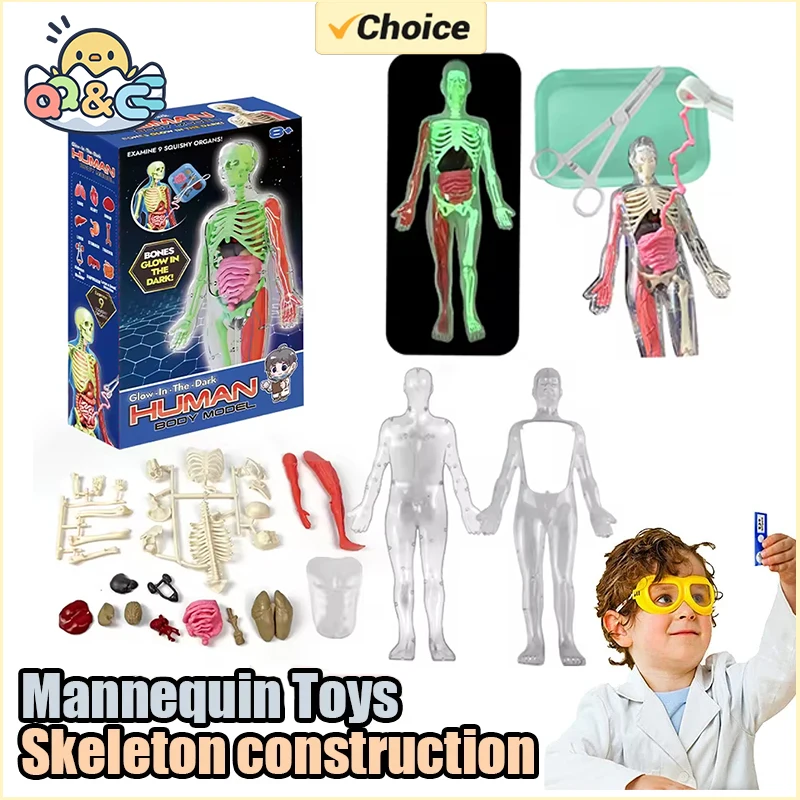 โครงกระดูกมนุษย์ออร์แกน Anatom - Kids Nature Education บทวิจารณ์และราคา